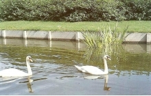 Beschoeiing type Ba.jpg