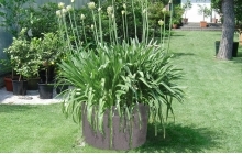 foto giraniet bloembak rond.jpg